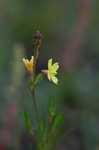 Threadleaf evening primrose